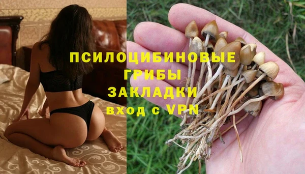 стаф Новозыбков